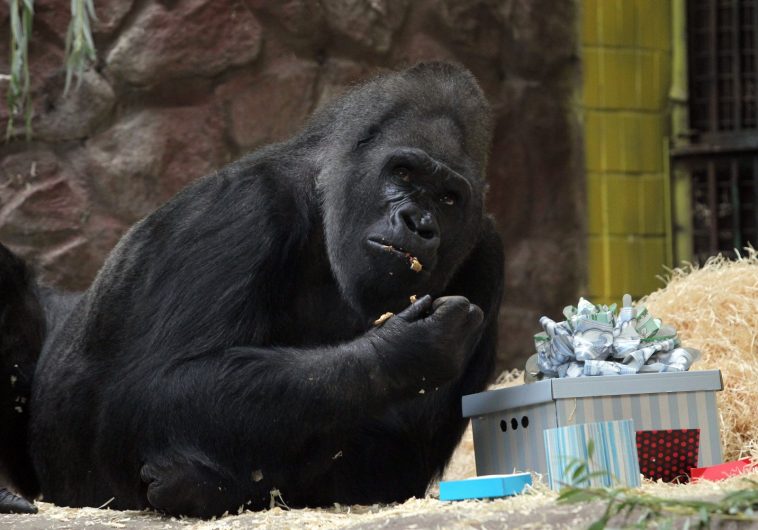 Новость - События - Порадовали зверя: горилла Тони получил вкусный подарок из Германии