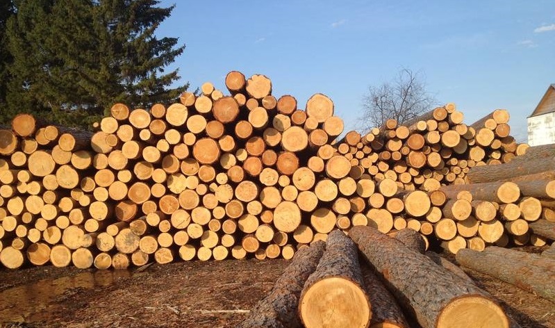Новость - События - Метки на деревьях: жители ДВРЗ считают, что лес в их районе могут вырубить. Фото