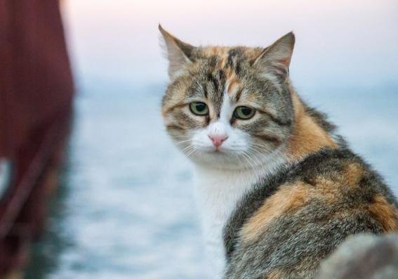 Новость - События - В киевском секонде продают товары из шкурок котов: подробности