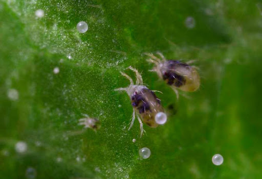 Угрожает посевам: в Крыму обнаружен новый вид клещей
