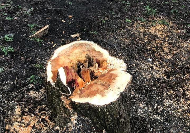 Новость - События - На Владимирской горке массово вырубают деревья: кто и зачем
