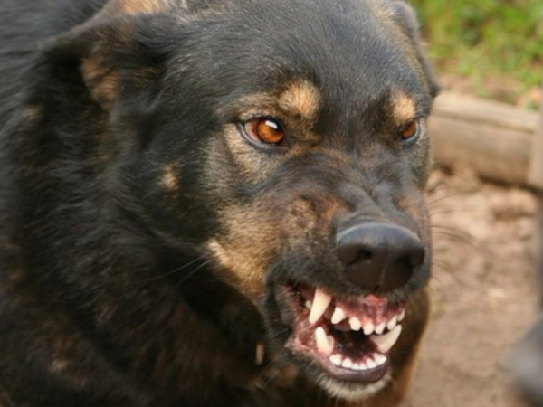 Новость - События - Под Киевом на женщин напали собаки известной телеведущей: подробности