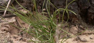 В Днепропетровске задержали десятки елочных браконьеров