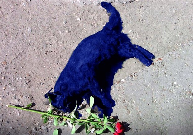 Труп кота не убирают уже неделю. Фото с сайта lilitlilia.beon.ru.