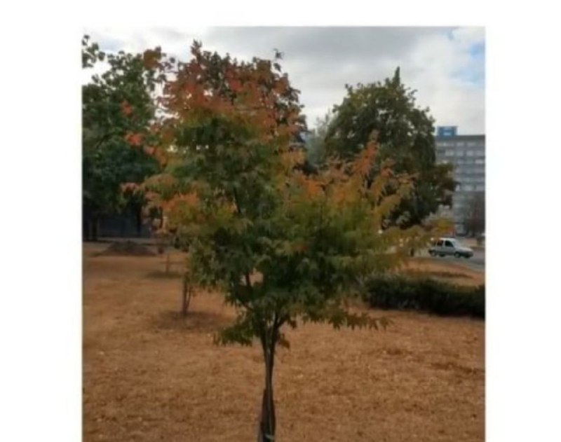 Новость - События - Захотели романтики: на Дарницкой площади вандалы украли дерево в виде сердца