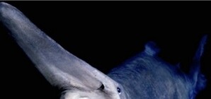 Акула-монстр, плавающая у берегов Крыма, оказалась уткой