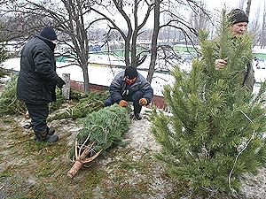 В столице открылись рынки, где продают елки-нелегалы.
Фото с сайта kp.ua