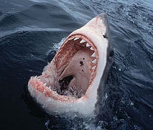 Киевлянам покажут черно-белый мир акул.
Фото с сайта putevoditel.nakurorte.ru