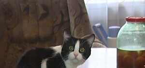 На Донеччине живет кот-вегетарианец: усатый питается помидорами и огурцами