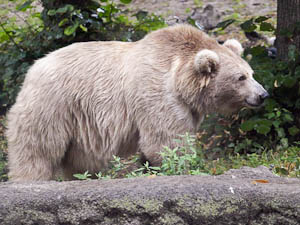 Этому обитателю столичного зверинца скоро составят компанию пара молодых медвежат. Фото с сайта zoo.kiev.ua.