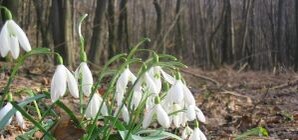 На улицы Киева пришла весна – уже идет торговля ворованными подснежниками