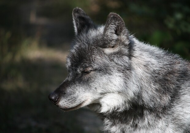 Волк считается редким животным.
Фото с сайта sxc.hu
