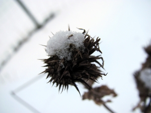 Любителям снега, мороза и затянутого тучами неба синоптики обещают хорошую погоду. Фото с сайта www.sxc.hu