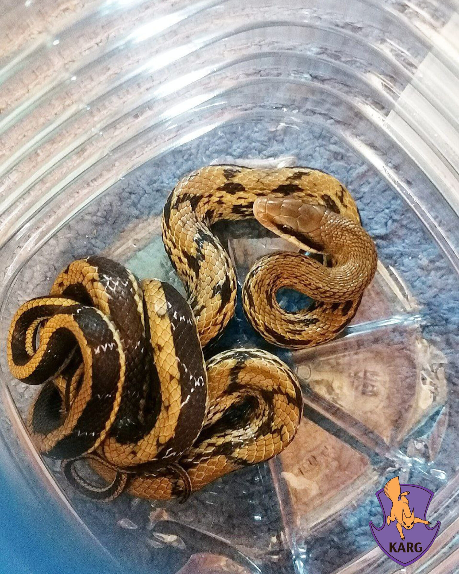 В Киеве экзотическая змея заползла в квартиру к девушке -