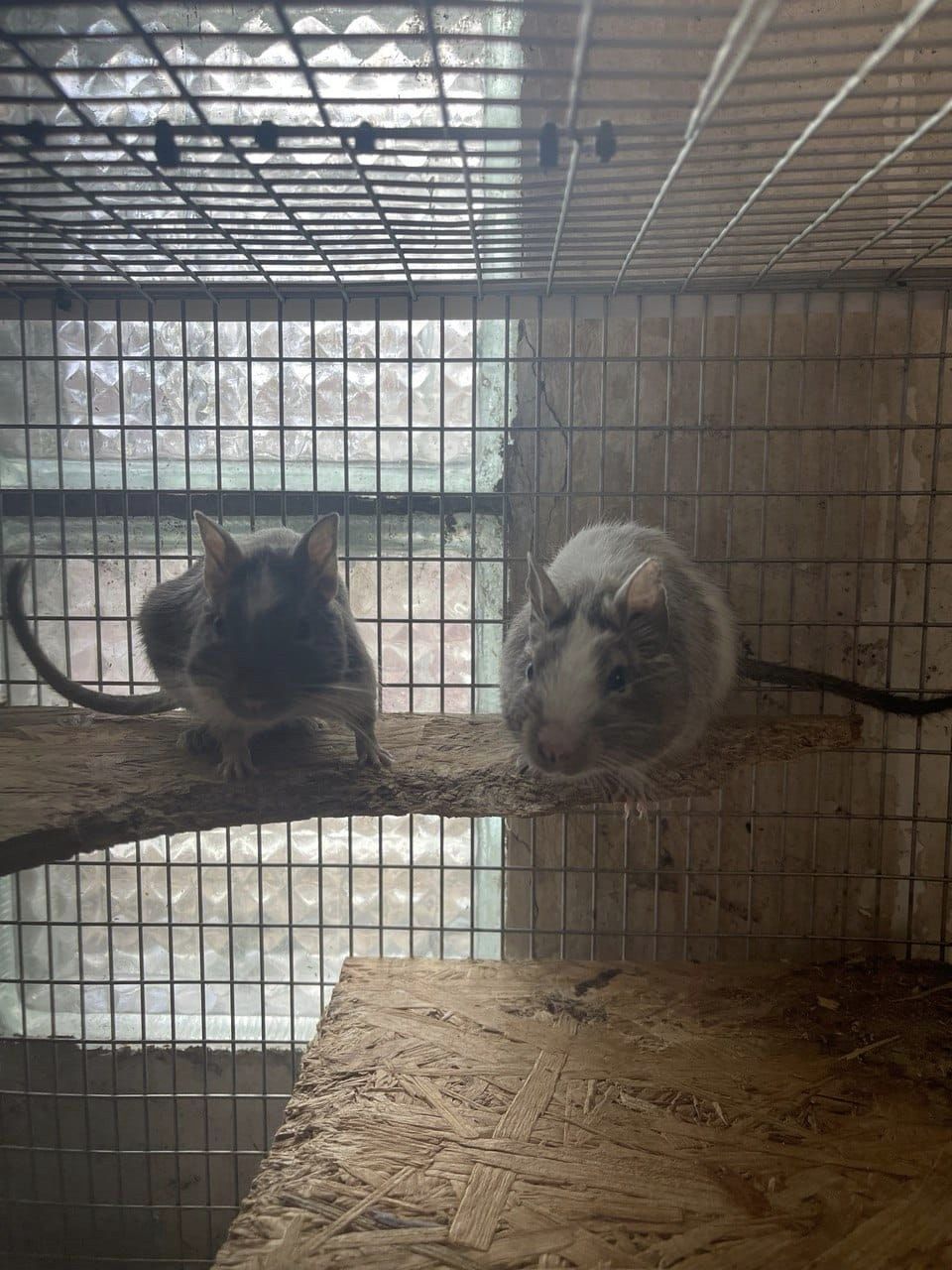 В Киеве выбросили на мусорку двух белок в закрытой клетке.