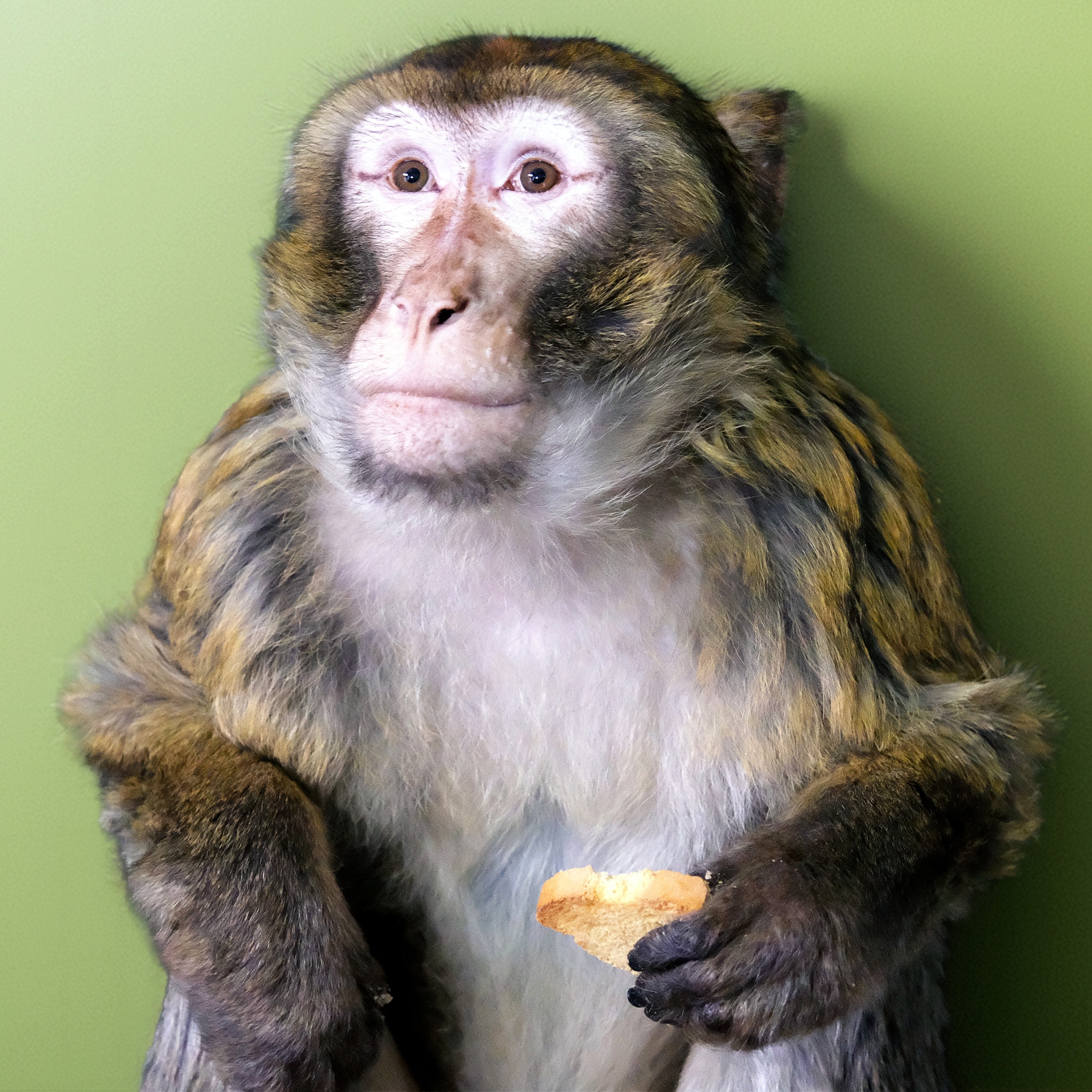 В Киевской области с улиц Гостомеля спасли обезьяну