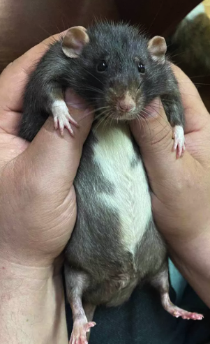 У Києві виріс найбільший щур в Україні -