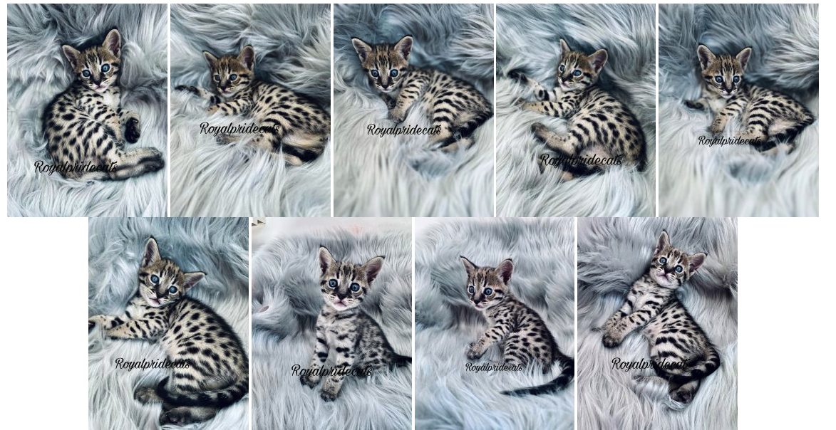 Котенок за 7 тысяч долларов в Киеве -