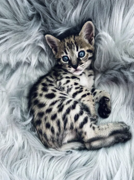 Саванна в Киеве -