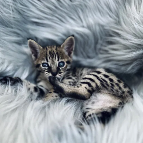 Котенок за 7 тысяч долларов в Киеве -