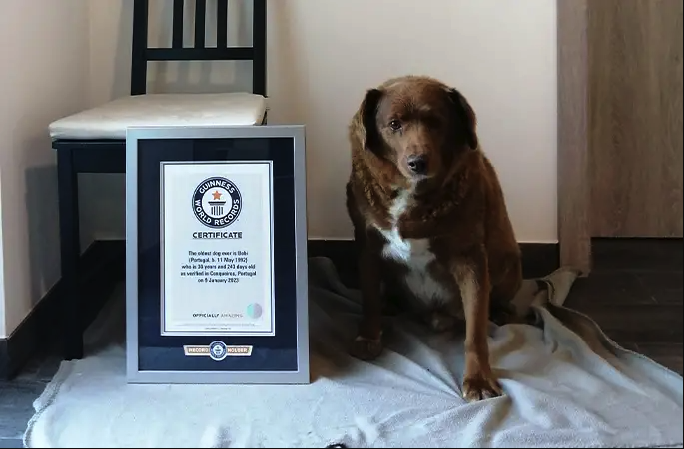 Найстаріший пес у світі -