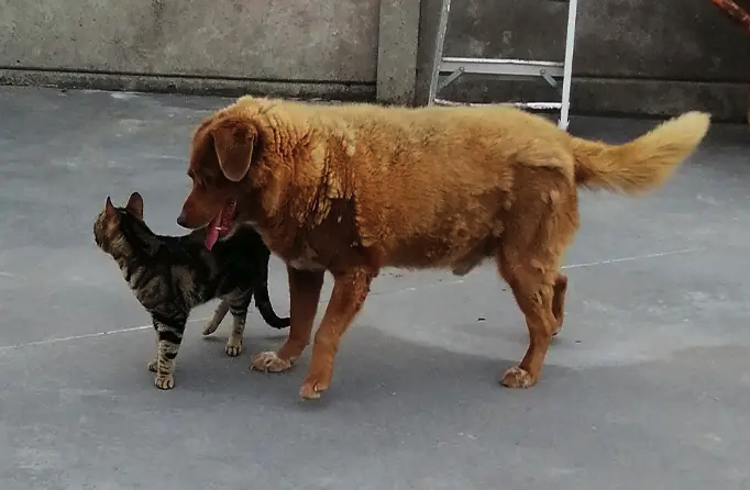 Найстаріший пес у світі -