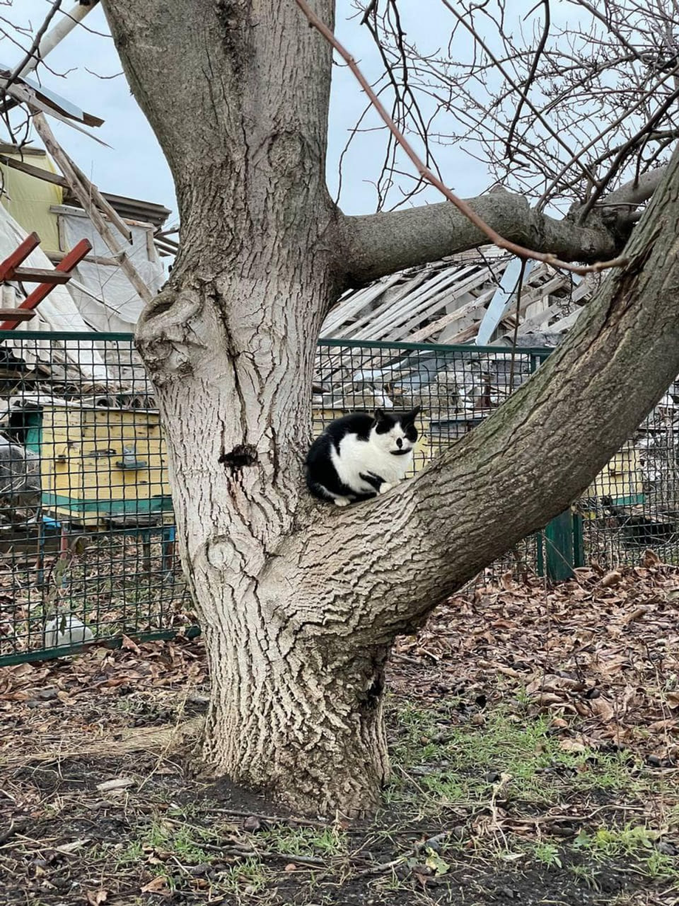 Допомога у Гуляйполе, Преображенку, Оріхів / Фото БО "Щаслива Лапа"