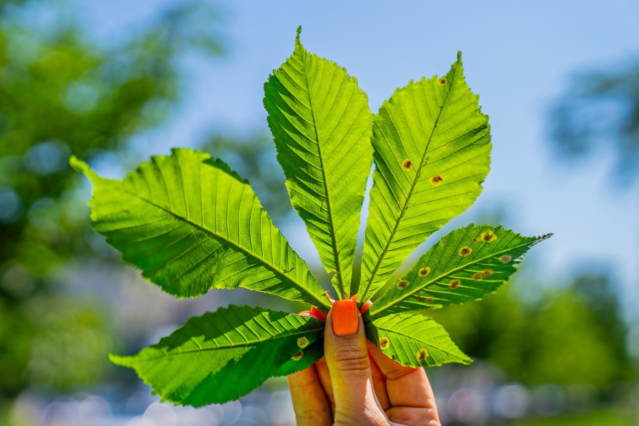 Захист та відновлення каштанів у партнерстві з компанією "Сингента" фото 4 3