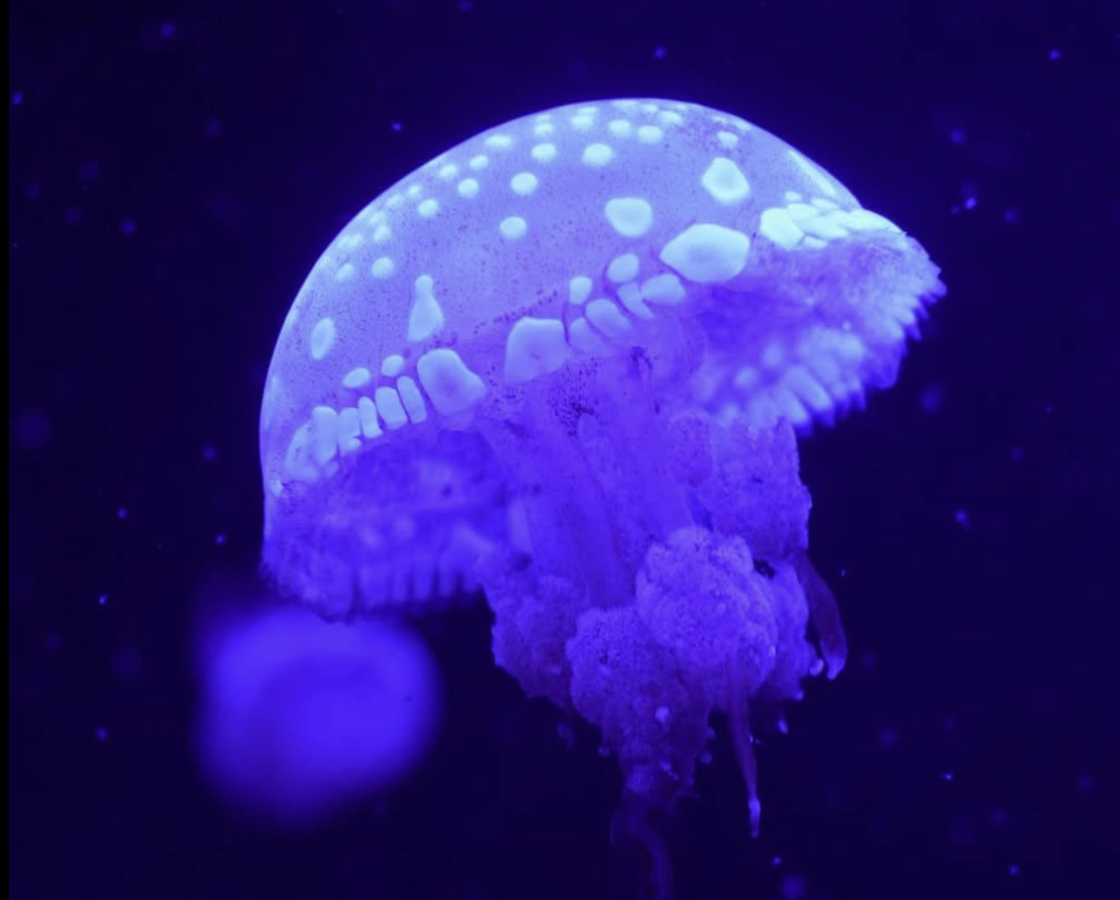 Музей медуз у Києві.