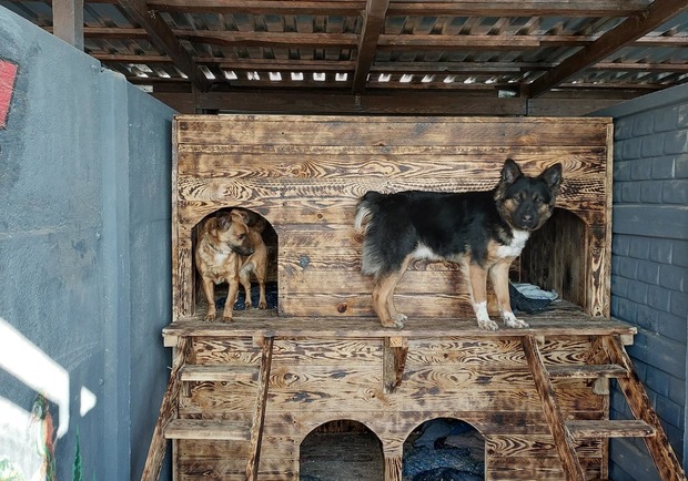 &laquo;Ф-поддержка&raquo; работает: как украинцы накормили 4 тысячи бездомных животных