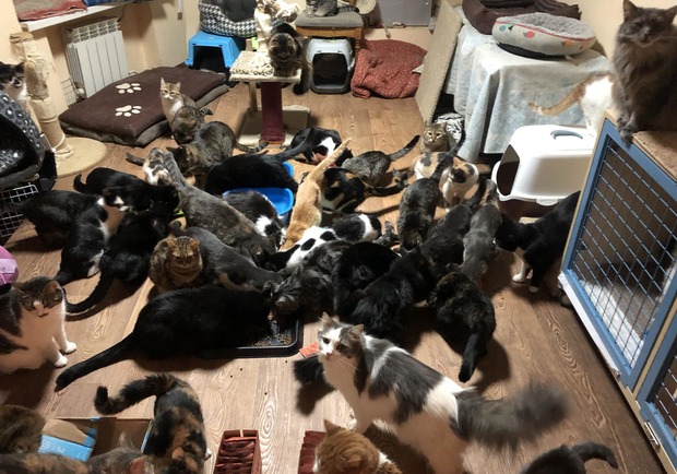 &laquo;Ф-поддержка&raquo; работает: как украинцы накормили 4 тысячи бездомных животных