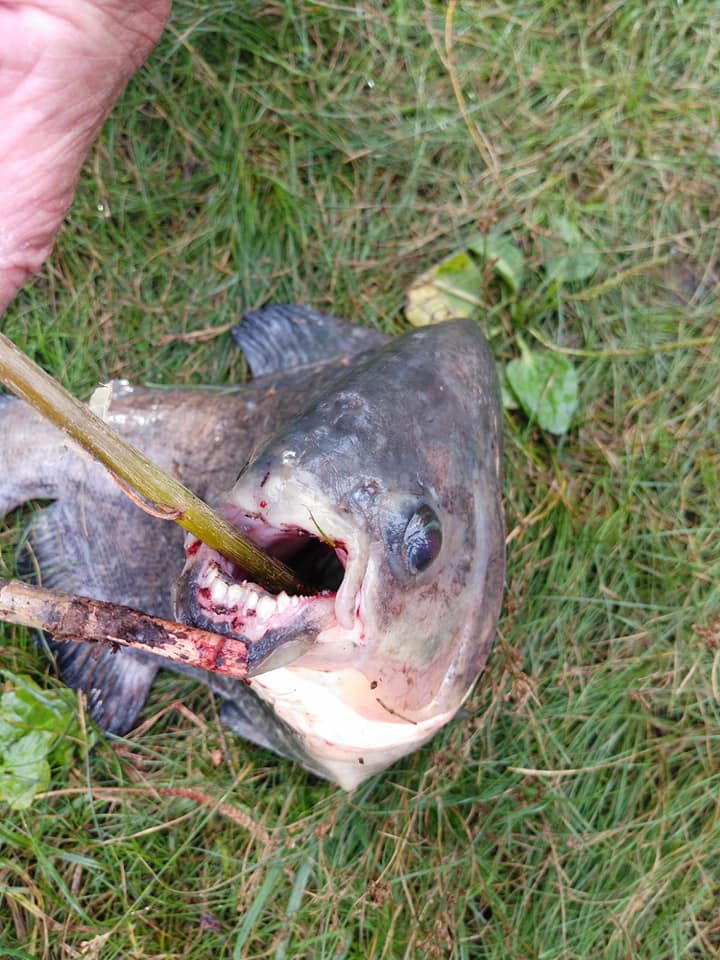 Бурый Паку из Жандарки; фото:Facebook