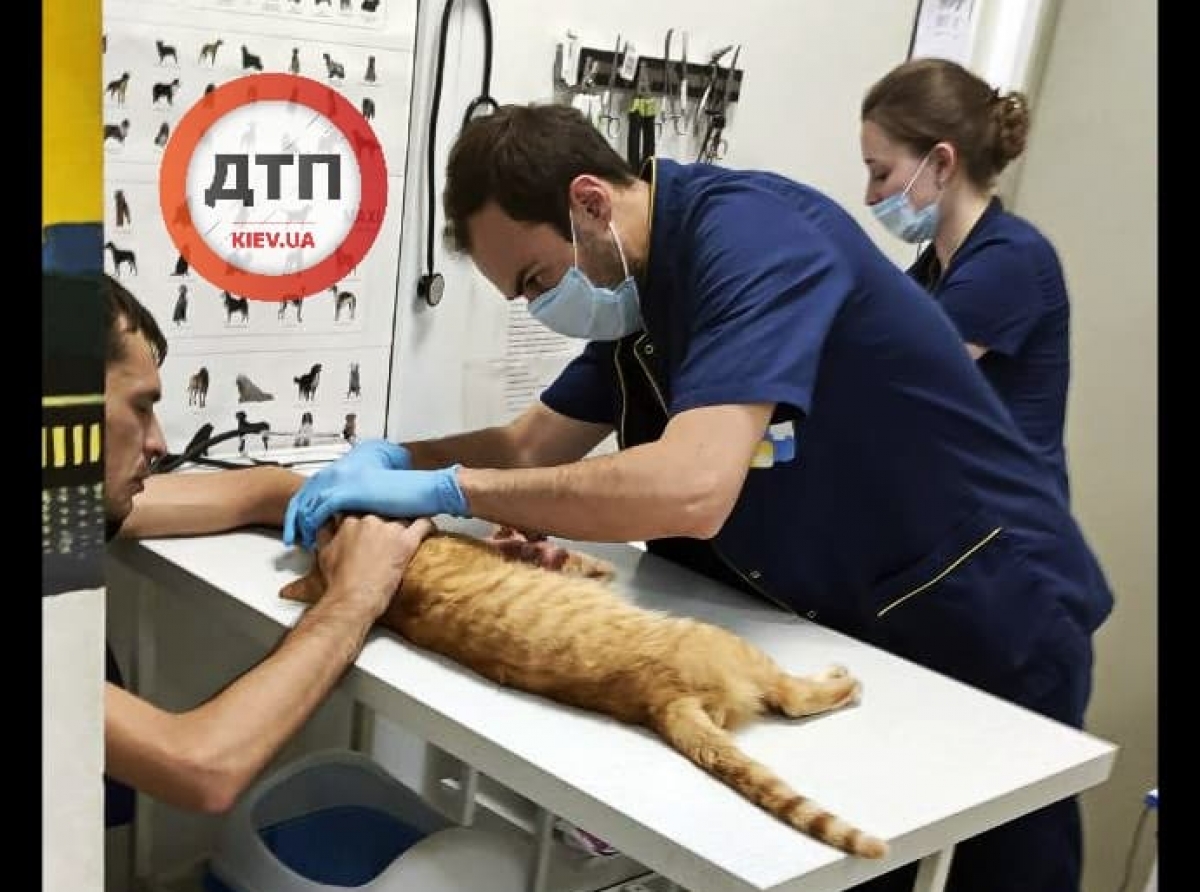 Ветеренары оказали коту всю возможную помощь, но спасти не смогли. Фото: dtp.kiev.ua