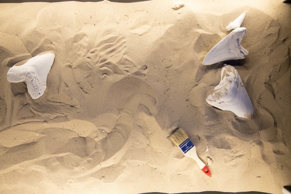 Интерактивная зона. Фото: организаторы выставки "Динозавры морских глубин"