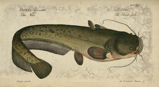 Сом источник: Википедия