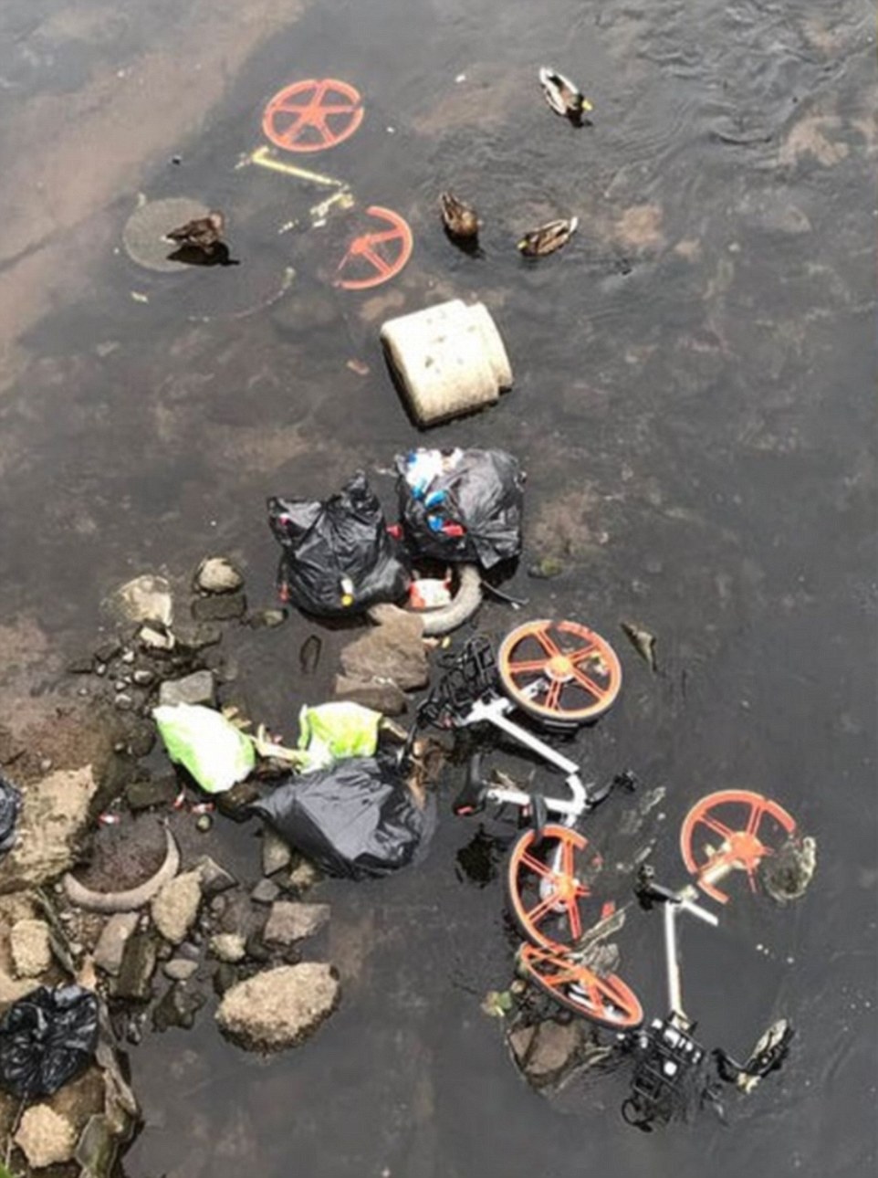 Как с Mobike обходились в Европе Фото:Daily Mail