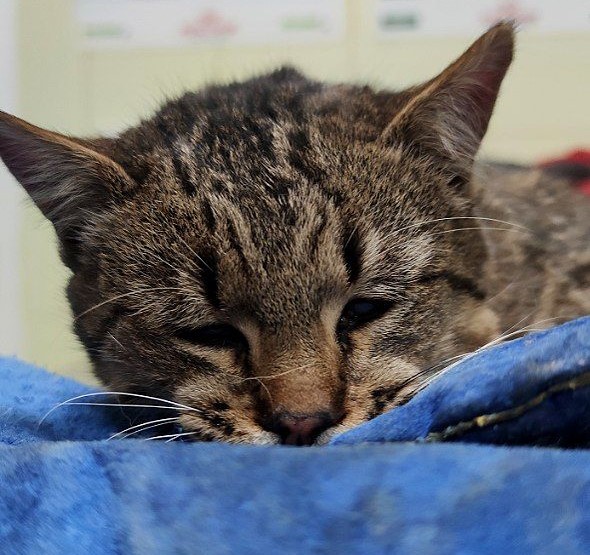 Вася. Фото: Kyiv Animal Rescue Group на Facebook