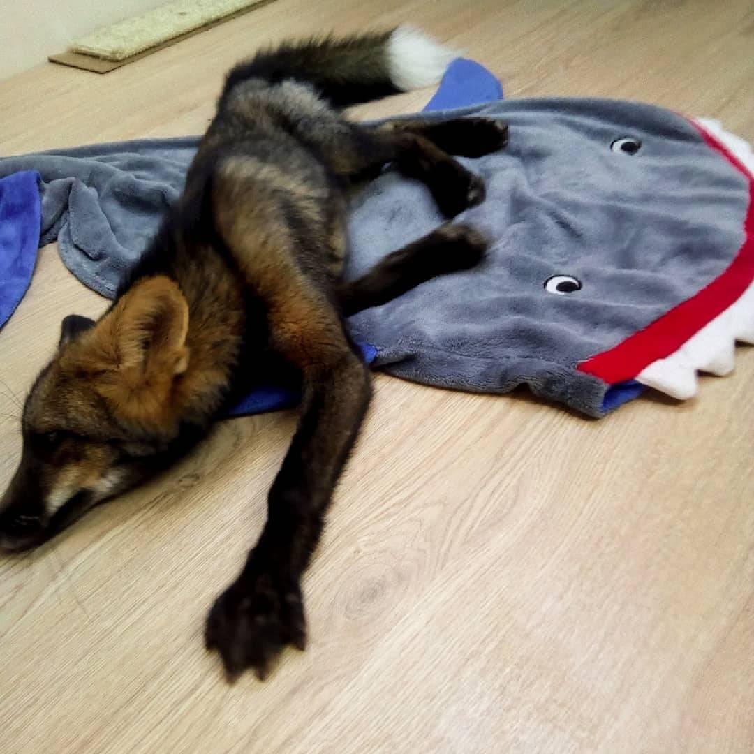 Лис Макс. Фото: Вероника Кудина