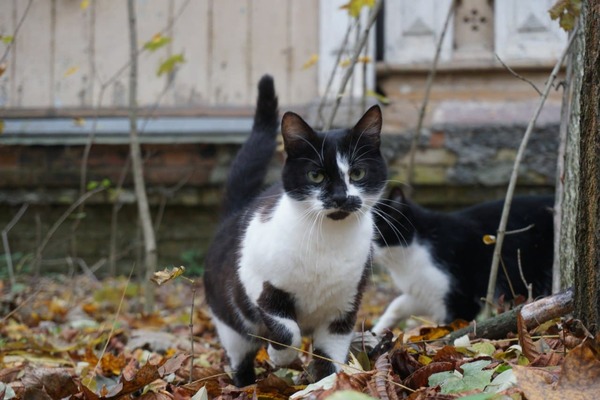 Единственная охрана дома на Юнкера, 37. Фото: Иван Сотников