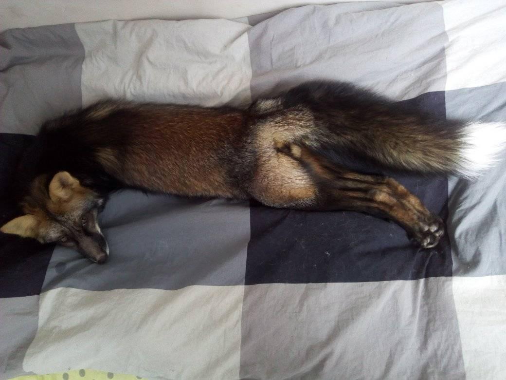 Лис Микс. Фото: Вероника Кудина