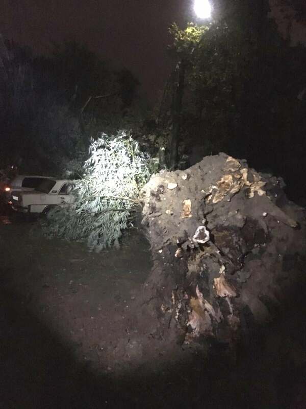 Дерево вырвано с корнем.  Фото: пресс-служба "Киевзеленстрой"