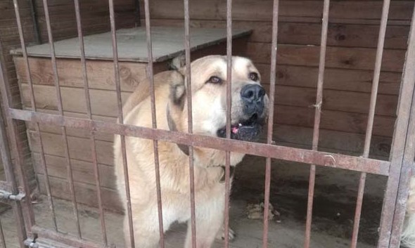 Альф. Фото: сайт приюта