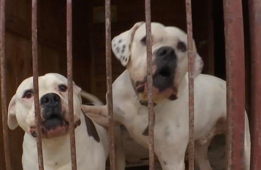 Бульдоги. Фото: ТСН