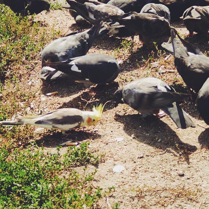 Попугай в стае голубей. Фото: facebook.com/mybirb