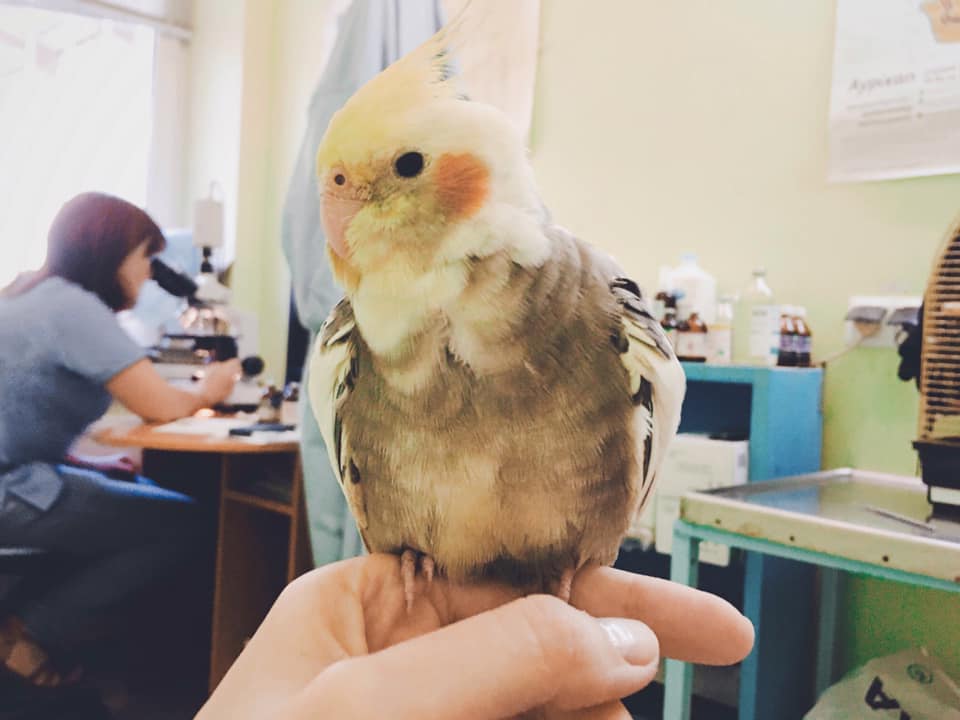 Скипи на приеме у орнитолога. Фото: facebook.com/mybirb