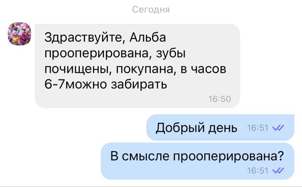 Собаку прооперировали. Фото: Максим Шульженко 