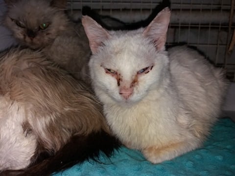 У многих котов были явные проблемы со здоровьем. Фото: Приют Ирины Добролюбовой