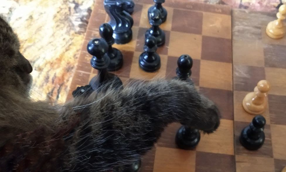Барсик показывает, какой фигурой нужно ходить. Фото: Владимир Белянин