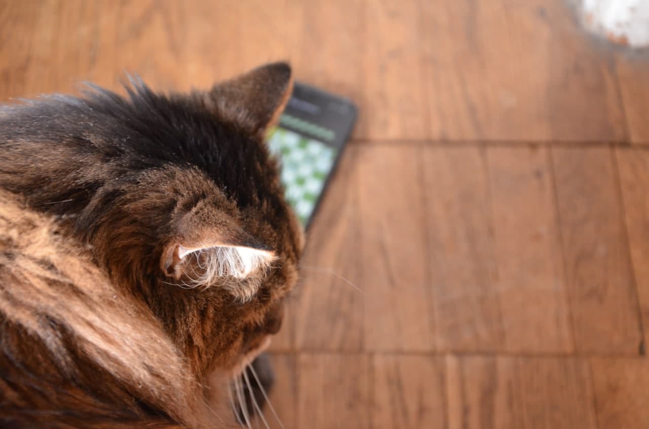 С онлайн-шахматами у кота все еще трудности. Фото: Владимир Белянин