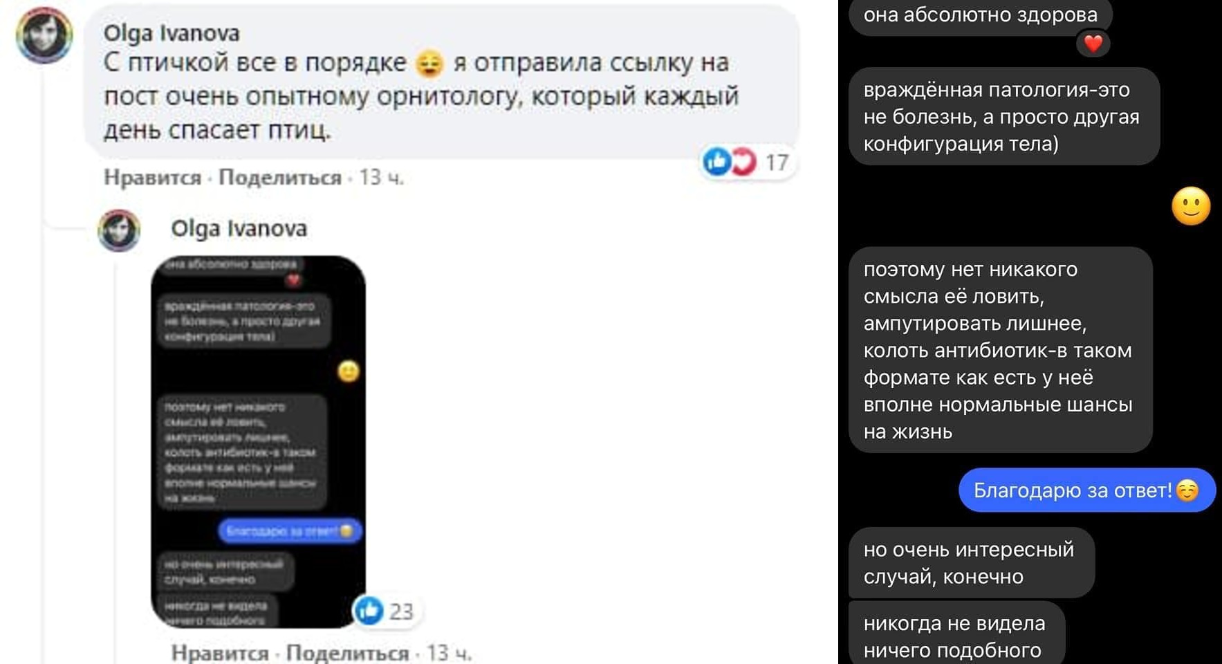 Мнение орнитолога. Фото: скриншот